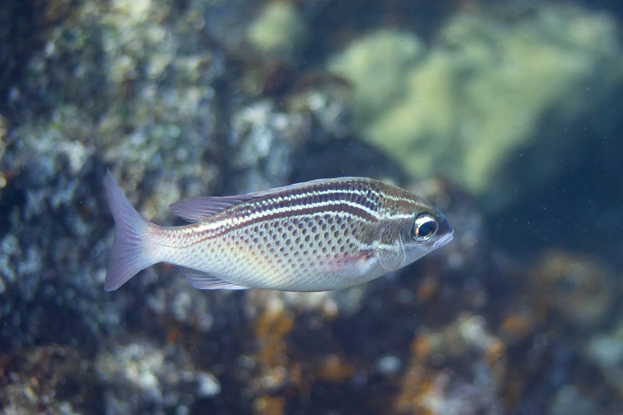 Scolopsis Ghanam by Rebekka Pentti